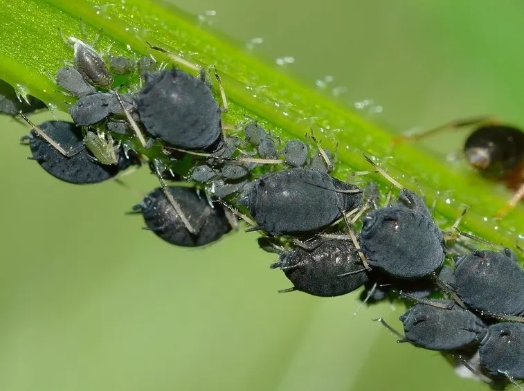Pianta colpita da afidi