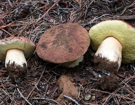 Funghi porcini