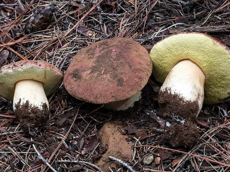 Funghi porcini
