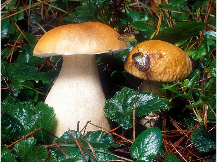 Funghi immersi nella vegetazione