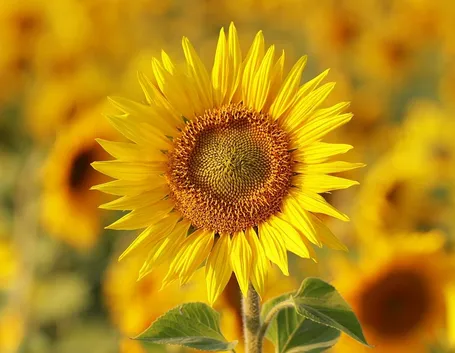 Girasole fiori