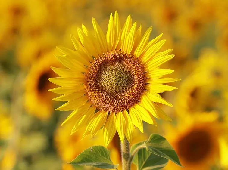 Girasole fiori