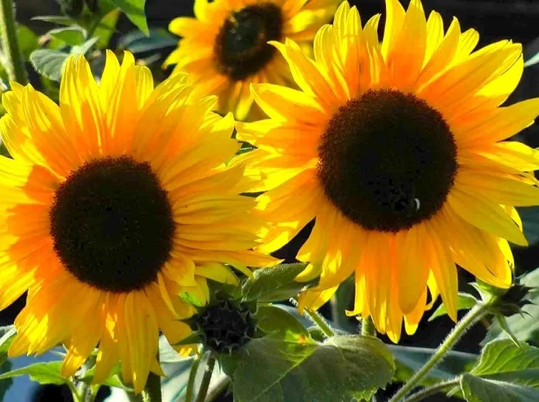 girasoli fioriti