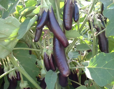 Melanzane sulla pianta