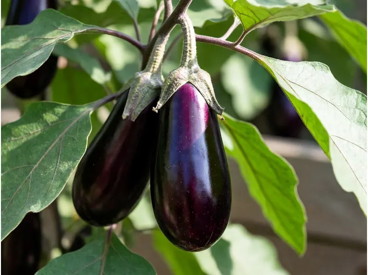 Melanzane sulla pianta