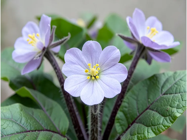 Fiori di melanzana