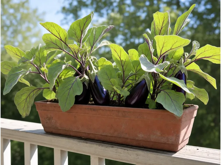 Melanzane vaso