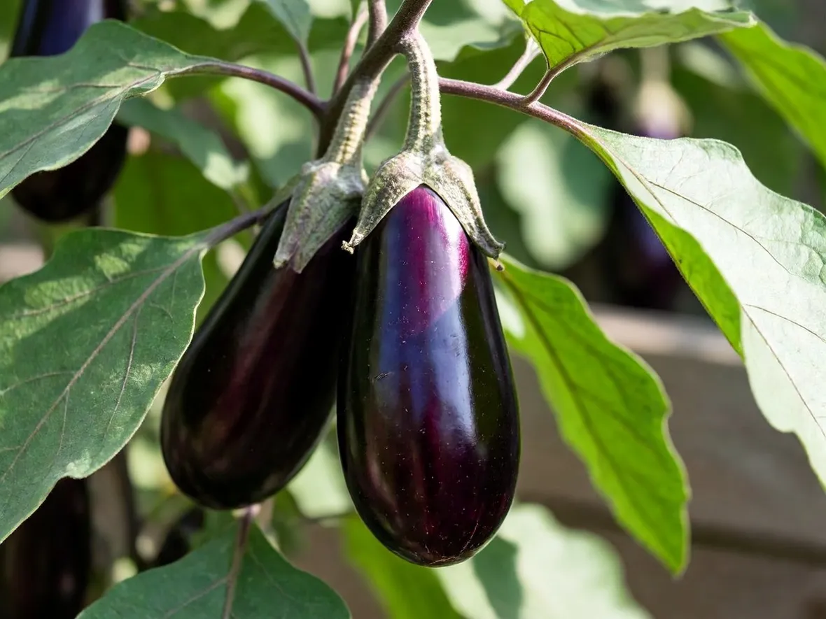 Melanzane sulla pianta