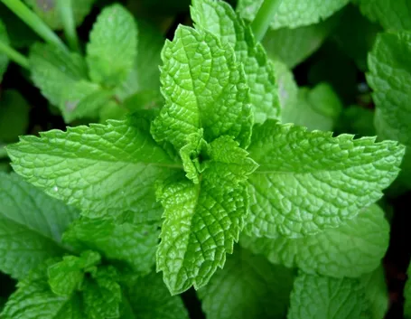 Menta coltivazione