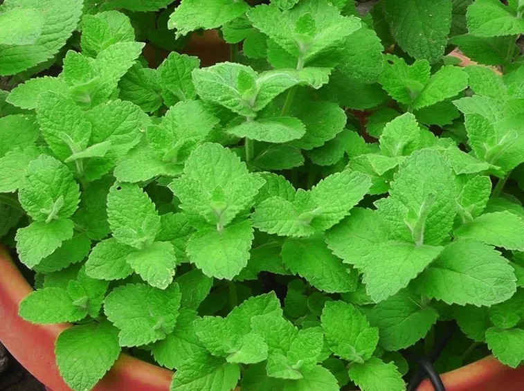 Menta