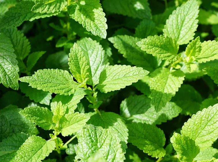 foglie di menta