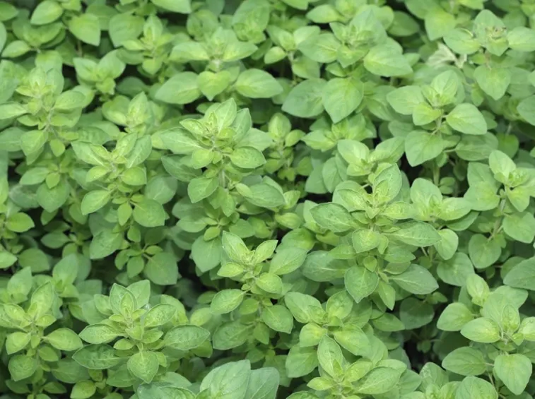 Piantine origano