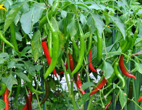 coltivare piante di peperoncino