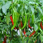 coltivare piante di peperoncino