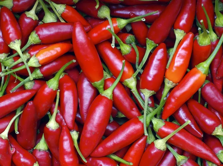 Tanti esemplari di peperoncino