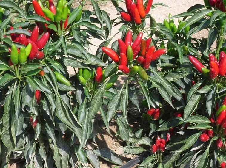 Diverse piante di peperoncino