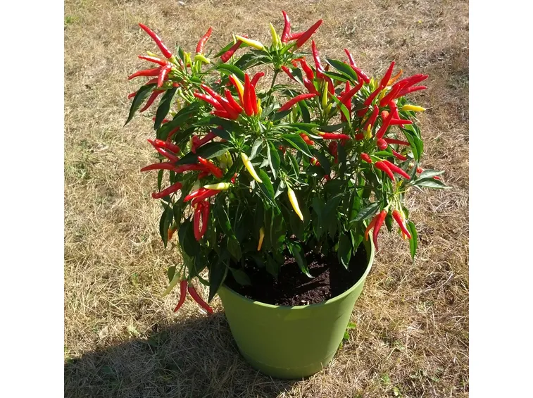 La coltivazione del peperoncino in vaso