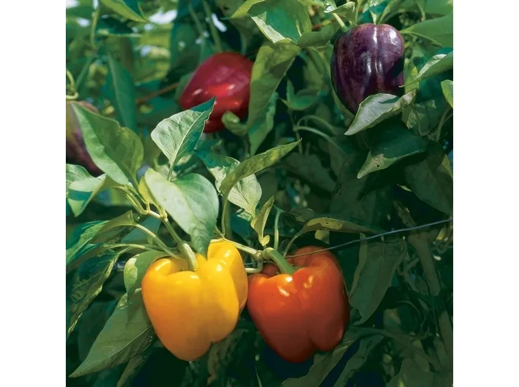 Peperoni maturi