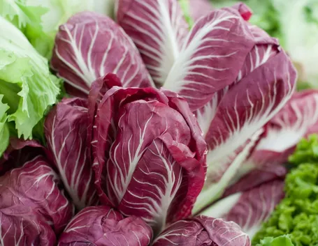 Radicchio a foglie rosse