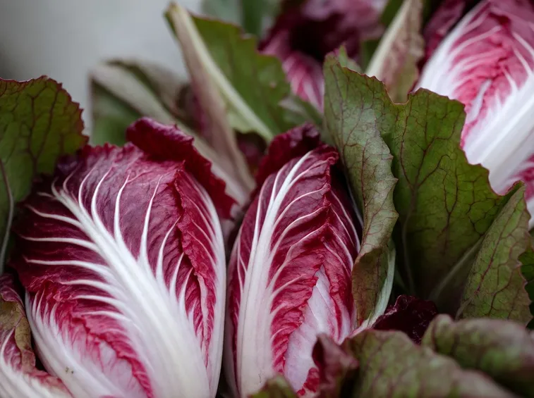 Radicchio a foglie rosse