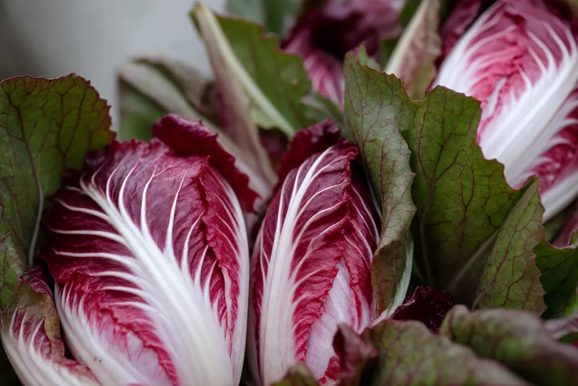 Radicchio a foglie rosse