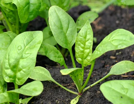Piante spinaci