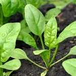 Piante spinaci