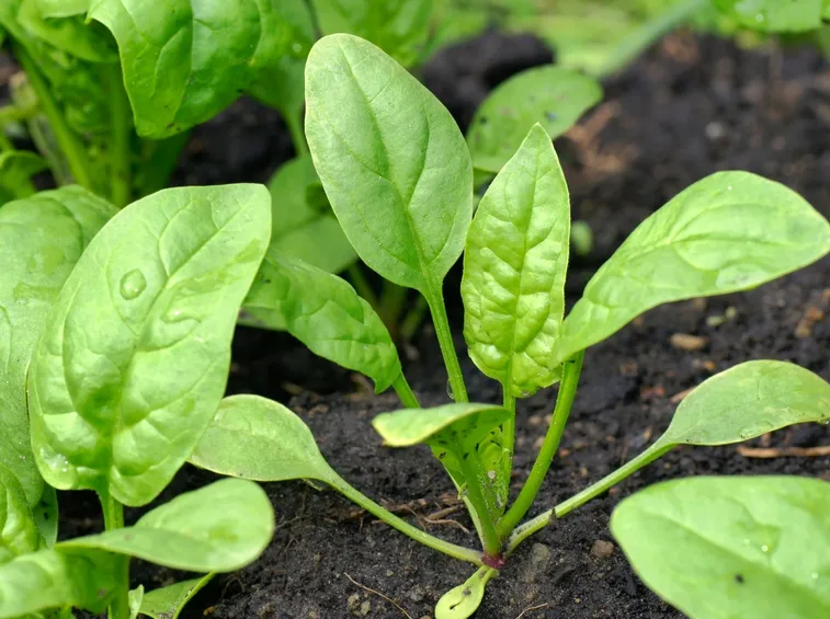 Piante spinaci