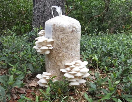 funghi coltivazione