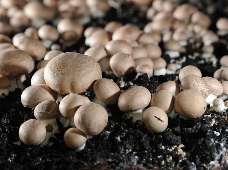 coltivare funghi