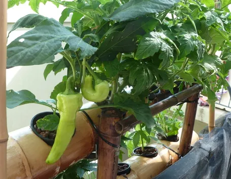 Peperoni orto balcone