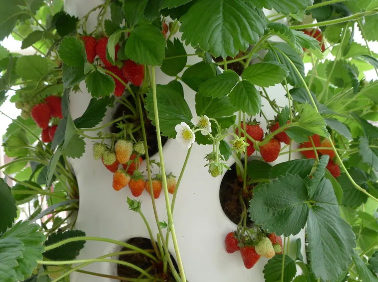 Fragole coltivare