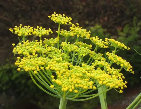 Fiori di finocchietto selvatico