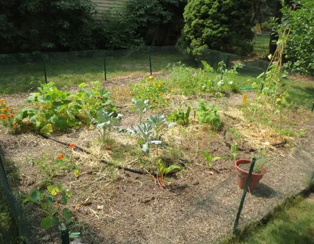Orto a settembre in giardino