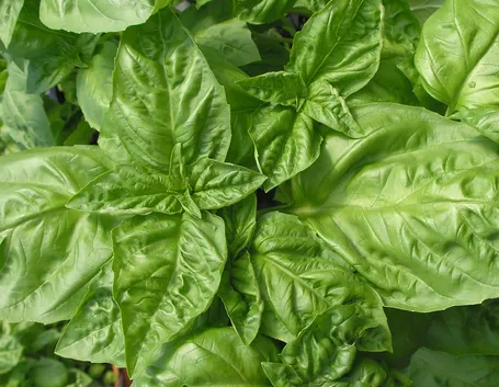 Basilico