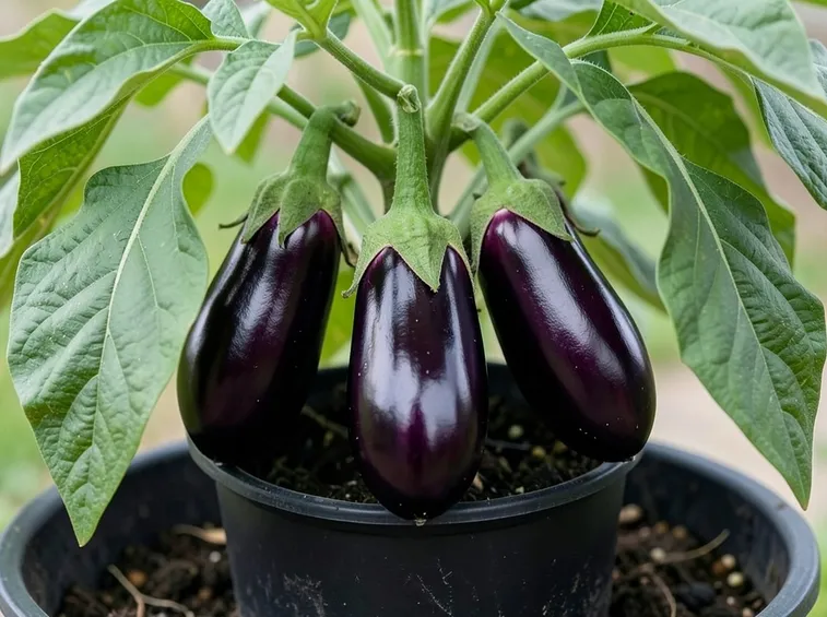 Melanzane coltivate in vaso