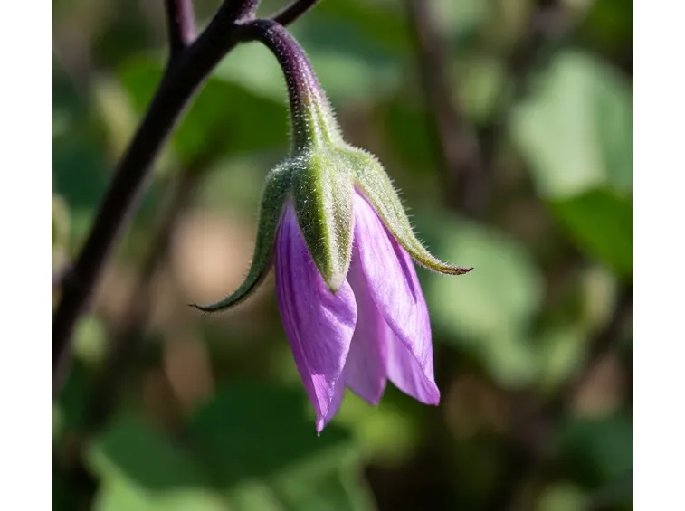 Fiore di melanzana