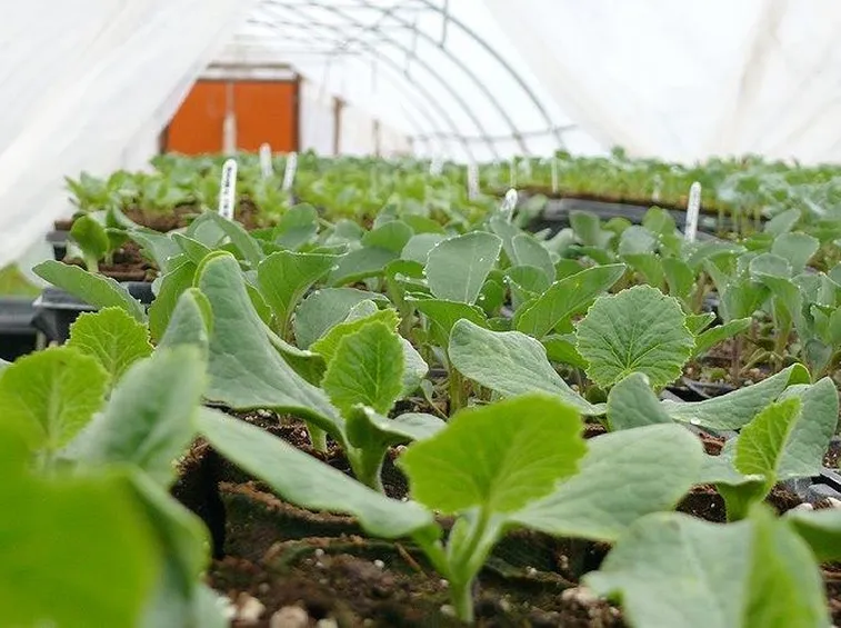 Piantine in una serra orto