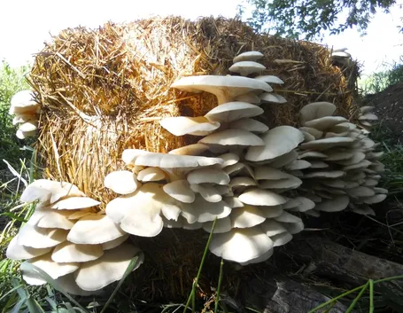 Coltivazione di funghi