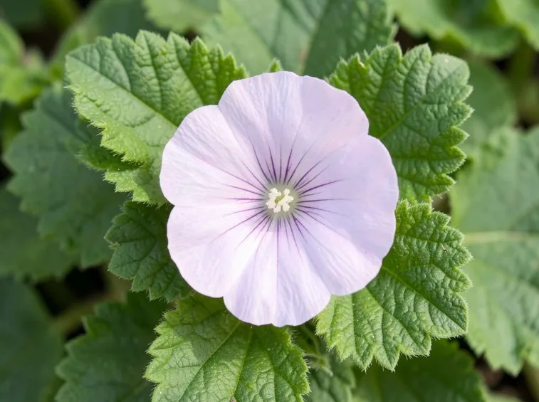 Malva con fiore