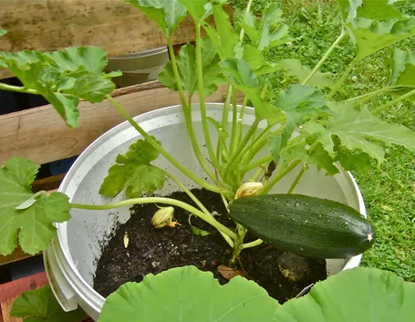 Zucchine