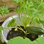Zucchine
