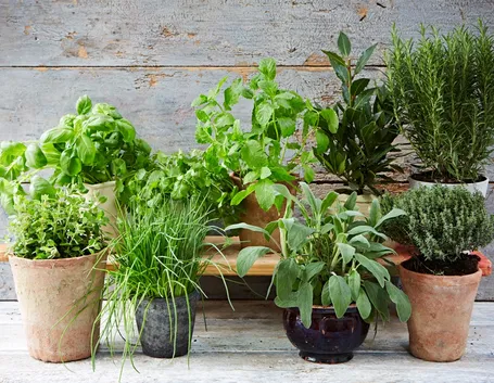 Vasi di piante aromatiche