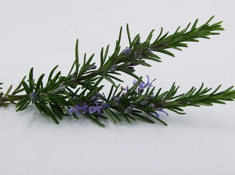Rametto pianta aromatica