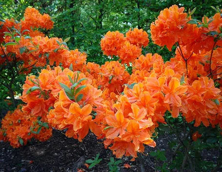 Varietà ibrida di azalea