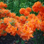 Varietà ibrida di azalea