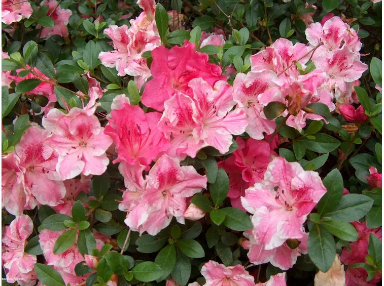 Varietà di azalea