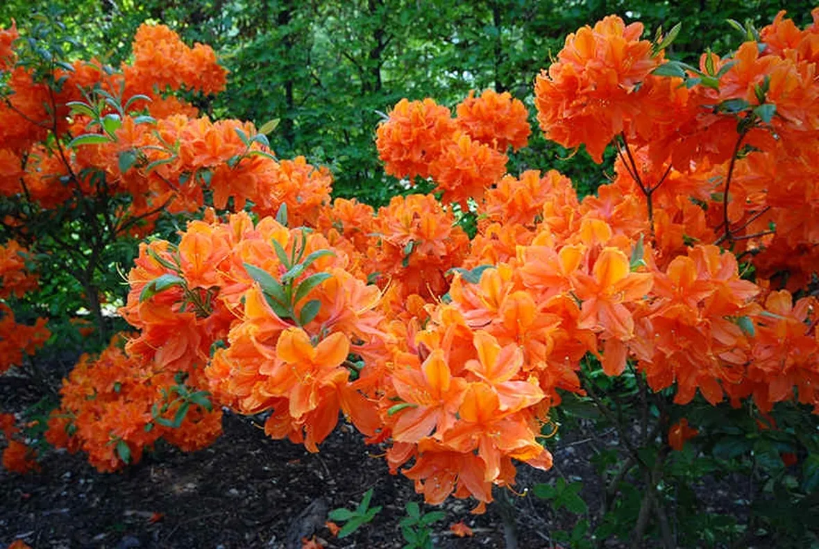 Varietà ibrida di azalea