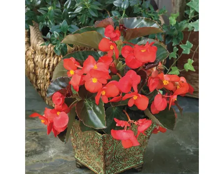 Pianta di begonia rossa