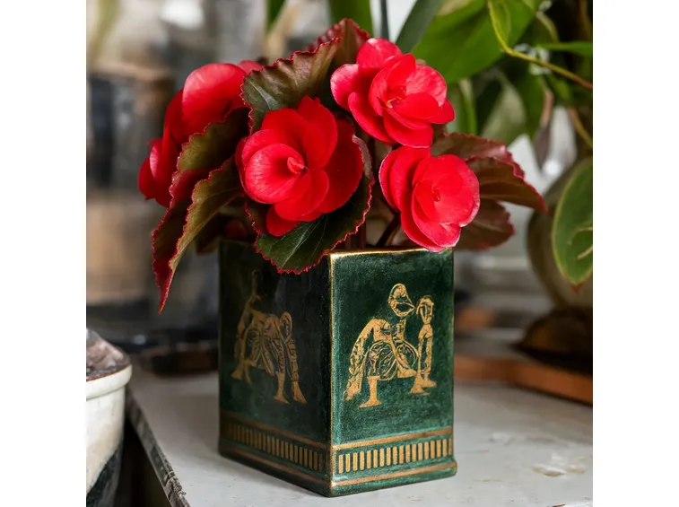 Pianta di begonia rossa